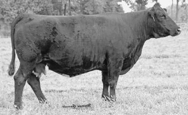 com FROZEN EMBRYOS DOUBLE POLLED, HOMOZOUS BLACK PUREBRED SIENTAL OWNER: Select Cattle Enterprises, Armuchee, GA LLL Ms Destinys Child is our