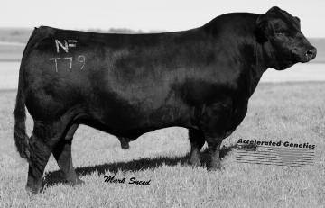 The mating to the Accelerated Genetics sire Nichols Manifest T should have great promise and the calves will have awesome EPDs.