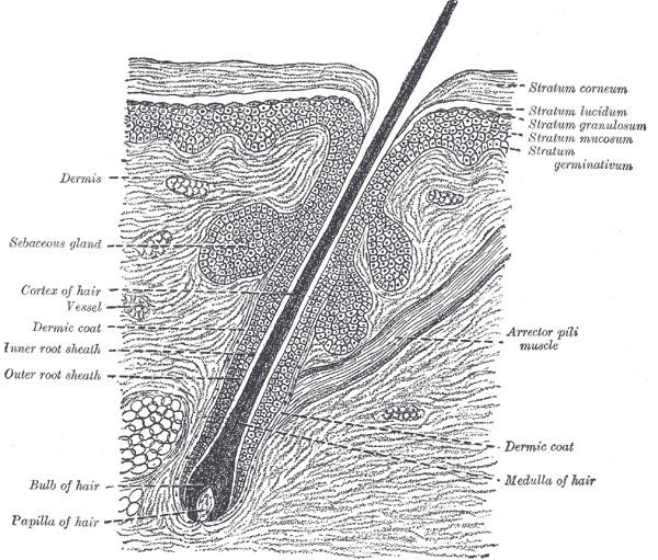 Biology of Hair Made of keratin. Grows from the hair follicle (skin appendage).