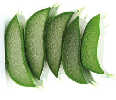 9 Key Botanicals benefits Aloe Vera A moisturizing botanical that provides hydration to the hair and