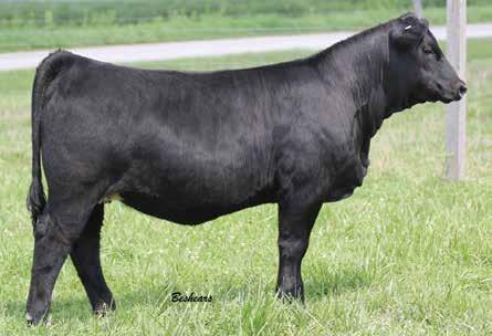 They stem from one of the deepest, most time tested, proven cow families our breed has ever seen. Both females are backed with the predictability to make them profitable for their new owners.