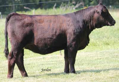 Fortune C77 WS Ebony s New Design Harker Simmentals Here is a heifer that has cow power behind her with a tremendous amount of show ring presence.