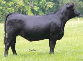 Pasture Sire: Besh See Me EZ39 from 5-22 to 7-25-18 Due: 7-8-19 Approx Est. Plan Mating EPDs: 10 2.7 75 112.23 5 17 55 15 11.95 Carcass #s: 28.05 -.57 -.10 -.13.