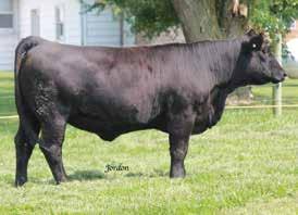 Hummer 811U WCS Miss Dinero 919J Harker Simmentals We are very excited about this mating due to calve February 1st to Lazy JB Sundance 6428 the exciting young Angus sire bred at Lazy JB Angus in