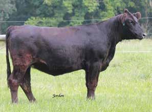 TR Hammer 308A ET Hara s Miss Platnium Bieber Rollin Deep Y118 Six Mile Marta 463U Harker Simmentals This high growth female is a low percentage Simmental who is sure to add performance to your cow