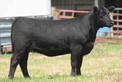 4045 Time 7322T CLRWTR Shock Force W94C HF Shock Force 370B Slow Poke 74R Hobbs Farms This Cowboy Cut daughter was originally slated to sell as a calf in last year s Field of Dreams Sale.