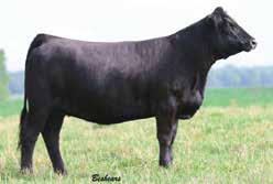Confirmed bred to SAC Conversion with sexed semen. A.I. Sire: SAC Conversation on 4-25-18 Sexed Due: 2-1-19 Est. Plan Mating EPDs: 12 1.05 66 100.22 7 28 61 13 8.7 Carcass #s: 32.5 -.19.48 -.01.
