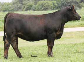 This moderate brood cow is out of and exceptional Royal Affair daughter. We are also offering a Relentless daughter out of this same cow as Lot 44. Obviously, we like the cow family.