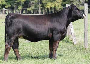 That s the first thing that comes to mind when I look at this bred every day. She has that brood cow rib, sleek front end, and sound structure that it takes to make a difference in any program. A.I. Sire: Wheatland Mr.