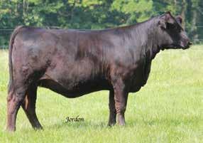 Spot Y25 Rolling Hills 711 RHFS Sukie X112 26BR Nichols Cattle Company Stout, powerful, broody, a dang nice bred. These are all fair terms when describing this young lady.