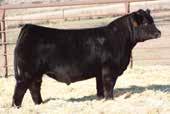 Black 1/2 SM 1/2 AN BD: 2-5-18 Adj. BW: 83 ET Adj. WW: N/A Hobbs Farms These two Silveiras Style heifers have been standouts from day one.
