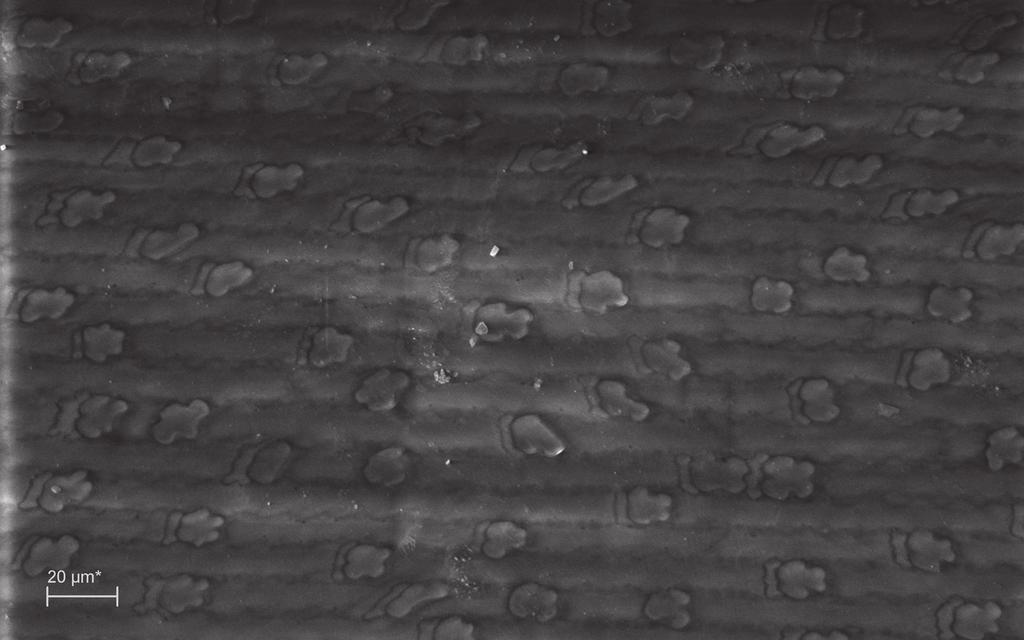Detalle de una muestra de algodón arqueológico. Muestra recolectada del peine PLM4T50, Nº 7496. Diámetro máximo PaR1-Pa1: 14,58 µm.