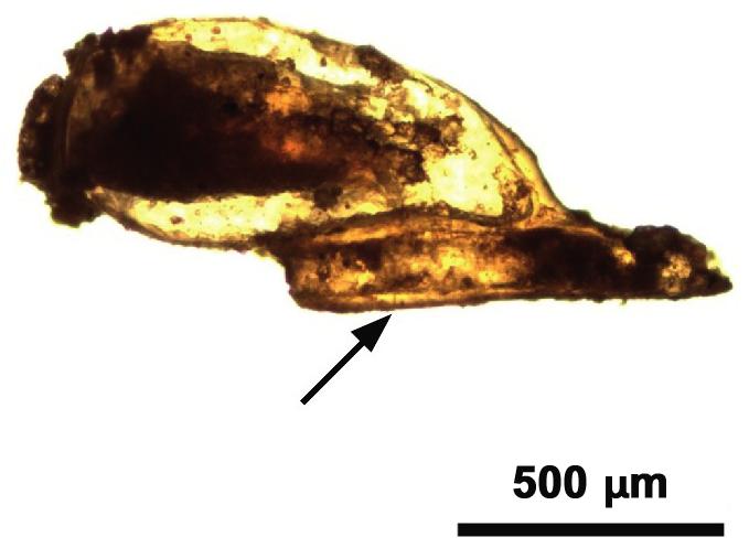 Head combs for delousing in ancient Arican populations: scratching for the evidence 701 Discussion Figure 5. Unhatched louse egg taken from comb PLM6T7, Nº 3334.