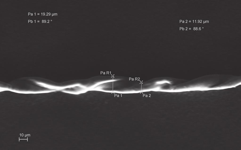Muestra recolectada del peine PLM6T7, Nº 3334. Imagen de microscopía óptica, magnificación 4X.