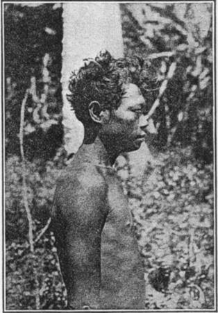 BEAN] TYPES OF NEGRITOS 229 with the straight haired Filipino. All the individuals are modified Primitive in type. Next a Negrito of Capiz (fig.