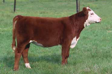 OPEN HEIFERS SELLING CHOICE OF LOT 16 OR 17 16 DR DELILAH P43922083 Calved: March 9, 2018 Tattoo: LE 309F CHURCHILL SENSATION 028X {SOD}{CHB}{DLF,HYF,IEF} UPS DOMINO 3027 {SOD}{DLF,HYF,IEF} UPS