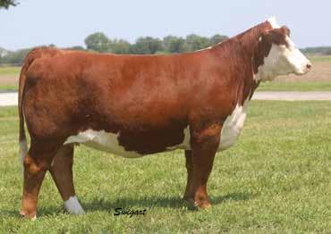 BRED HEIFERS 22 OPH EDEN 03F ET P43860439 Calved: March 15, 2017 Tattoo: LE 03F/RE OPH STAR BRIGHT FUTURE 533P ET {SOD}{DLF,HYF,IEF} LCC BACK N TIME ET {DLF,HYF,IEF} P42909938 LCC MERRY TIME 244