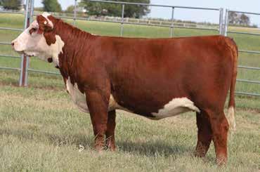 8051 is a cornerstone DM BR Sooner daughter that sold this past spring as a 10-year-old for $27,000. 8051 progeny have been sought after for some time now.