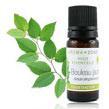 50 yellow birch Betula alleghaniensis sb. Methyl salicylate appeasing and relieving 02811 10 ml 5.
