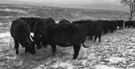 Commercial Balancer Heifers from Russ