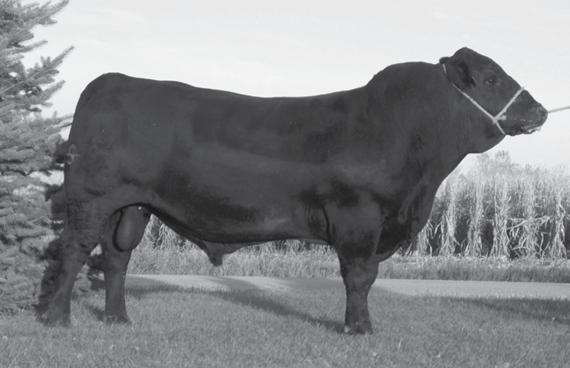 Our Herdsires DLW Wardon 24W of 408P UNCLE FRED L26C ET Lot 1 2-Year-Old & Fall Yearling Gelbvieh Bulls RB D117 M KINGPIN 408P Flying H Exclusive RB R1 Lucy 120L 95 94 Lot 2 AGA#: 1376732 Tattoo: