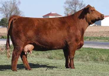 1710E is a grand daughter of Sheza Goldmine sired by Santa Fe. She has done well for Hudson Pines and Janssen Farms.