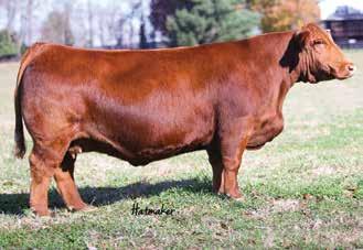 1 79 111 9 19 59 0.3 0.82 138 Selling 2 sets of 3 sexed heifer embryos guaranteeing 1 pregnancy if work is provided by a certified embryologist.