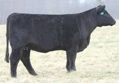 With multiple daughters and herd sires making an impact on multiple herds these Hammer matings are sure to be the kind for a lot of programs.
