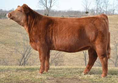 Her grandam is the outcross Bob Grass donor X139 that has produced many sale toppers, herd sires, and top replacement females.