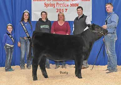 8 113 MLCC Barbarella Ella is one that our son, Luke Herr, showed this past season with success in the bred & owned division including a top 5 at the Indiana Junior State Show.