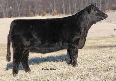 An easy calver, and consistent show ring producer. She is as broke as one can get and could show yet this season and Ella will go on to be a solid producer for years to come.