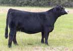 123Y is a stout make, big middled, nice fronted heifer that has cow written all over her, but is nice enough made to perform in the show ring if you chose to go that route also.
