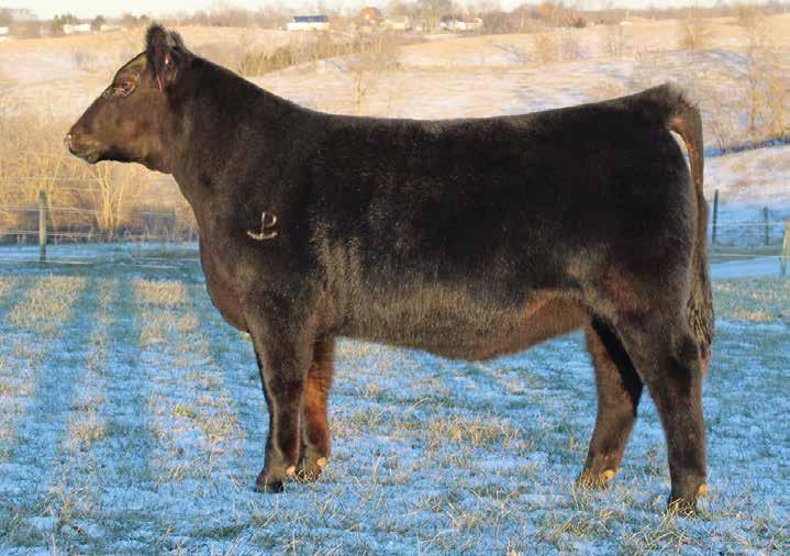 Rocking P Evergreen E020 is coming to you ready to start her show career. Evergreen s sister sold in the 2016 North American Select Simmental Sale and commanded a price of $17,500.