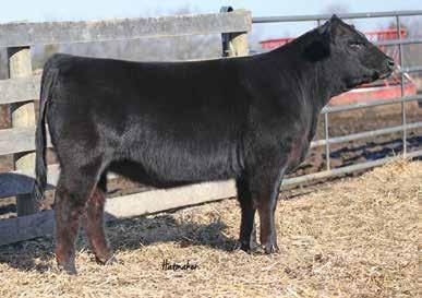 Homozygous Black and Polled by pedigree.