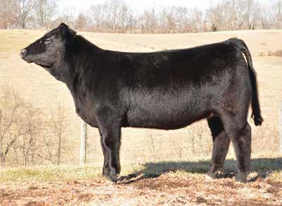 This chisel fronted baldy offers some extraordinary pieces that should be easy to incorporate into an array of breeding programs.