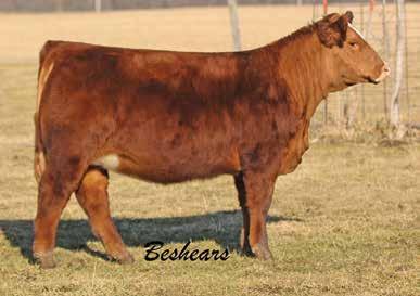 This puppy dog tame red lady, is sound, has lots of middle, and is feminine fronted. She will make a great Jr. project for a child of any age and an even better cow to put in the front pasture.