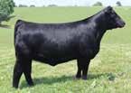 Livestock HPRP Ms Traveler 079X Rocking P Ms Traveler 9 2.1 62 91 8 15 46 0.14 0.47 116 The first Rocking P Legendary C918 calf to be marketed and she is one that you do not want to miss.