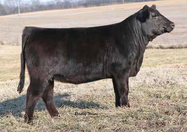 If you are looking for a solid replacement female then stop by our stalls and take a look. Eryn is big bodied, functional female with strong EPDs.