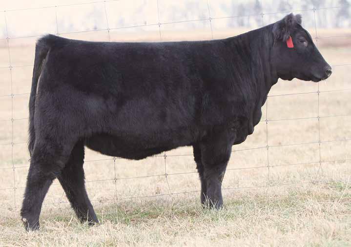 cow families rest assured this show heifer will make a cow. Puff Baby has the hair and flair coupled with the swoop, soundness, and front 1/3 to grab the judges attention. 10-1.3 51 65 2 13 39 0.11 0.
