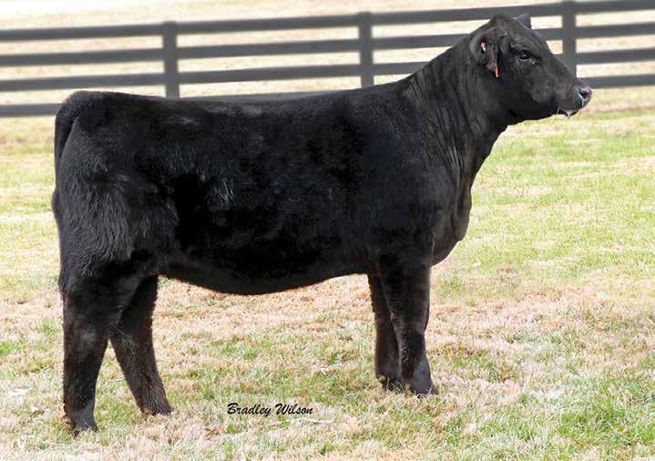 This year we offer another daughter by Uprising. A full sister sold for $5,500 going to Hart Farms and embryos sold to Ron Gilliland. 252E is a strong prospect as a show heifer.