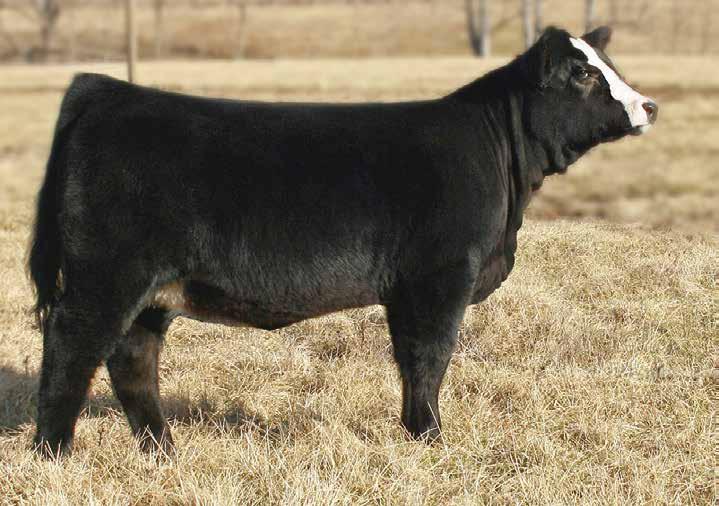 Junior showmen and cattlemen alike will see a bright future ahead for this young heifer.