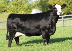 Her beautiful blaze face, sweet disposition, and stellar pedigree complete the package. She has show heifer written all over her and we look forward to seeing what her future holds!