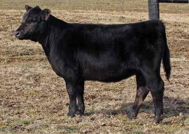 She is a direct daughter of WAGR Catalyst who was sale topper for Hartman Cattle Company and a granddaughter of the triple crown winner Trendsetter. Don t miss out on this genetic opportunity.
