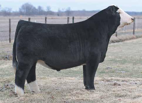 43 126 Dotson Ironside E755 is an extremely sound and functional calving ease bull that can work for any segment in beef industry.