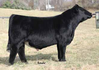 Funds go to the American Simmental Simbrah Foundation WHF Dealer D365 5 Units SimAngus Semen ASA# 3239595 PVF Insight 0129 WHF Andie 365A S A