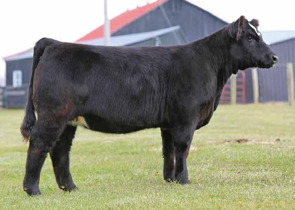 This powerfully built bull has all the right pieces big footed, stout legs, massive hip, full body and even a baldy face!