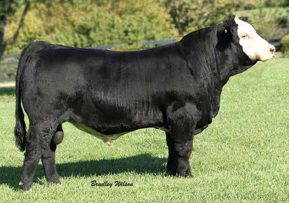A pregnancy of this flush sold for $3500 at the Hudson Pines Forever a Legacy Sale and here is mature bull ready to turn out with your cows. He passed his BSE and measured 41 SC.