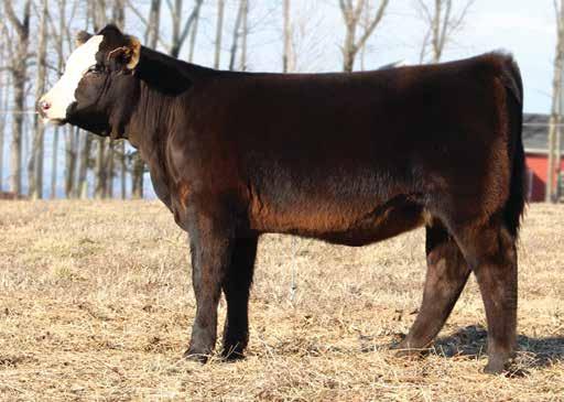 73 121 Royal B is top notch bred out of the female Y100 that was purchased by Shelby Ison several years ago.