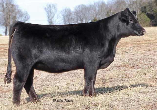 Reddy or Not won Denver in 2004 and her descendants still continue to excel. This fall Sledgehammer comes to you serviced to SVF Buckle Up the Cowboy Cut son we own with the Neal Bros.