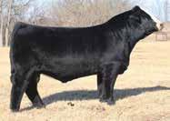 showing then has sold her progeny for high dollars! These cow families are make everyones favorites list! She s open and ready to breed to the bull of your choice.